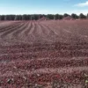 Coffee Cherries drying in the sunshine, a sea of red berries