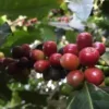 Coffee Plant with Ripe Red Cherries on it